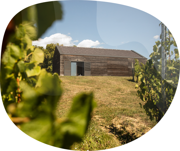 Vinarija Kota